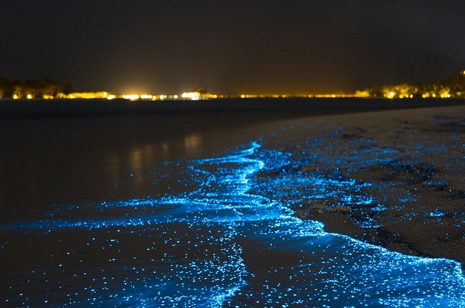 Magical Bioluminescent Night Dive - What the Underwater Bioluminescence Experience Feels Like