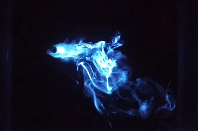 Magical Bioluminescent Night Dive - How Conditions and Moon Timing Can Change What You See