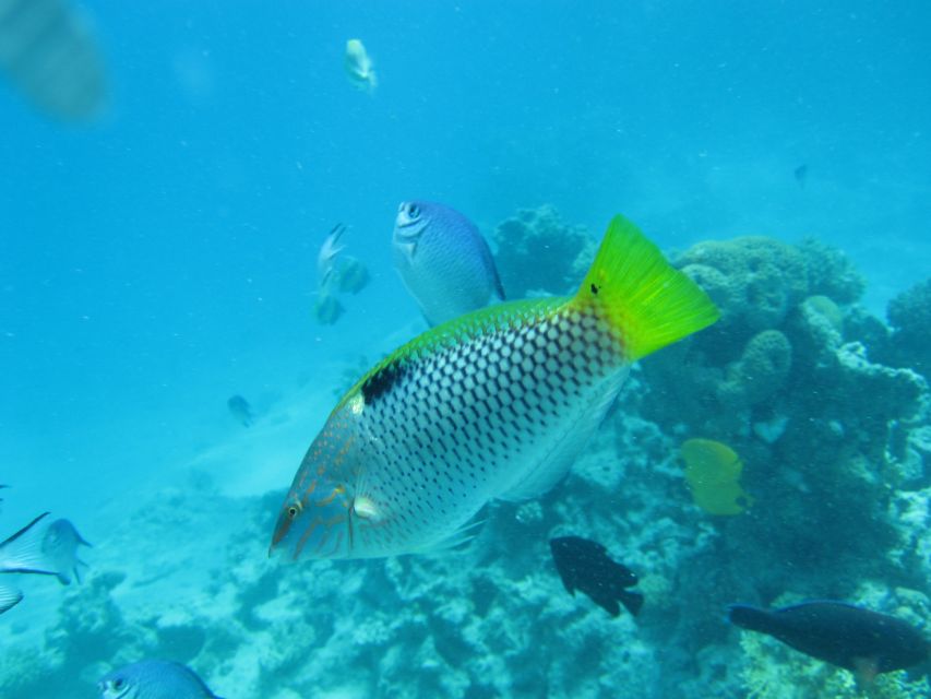 Makadi Bay: Snorkelling and Diving Island Trip - Key Highlights You’ll Actually Care About