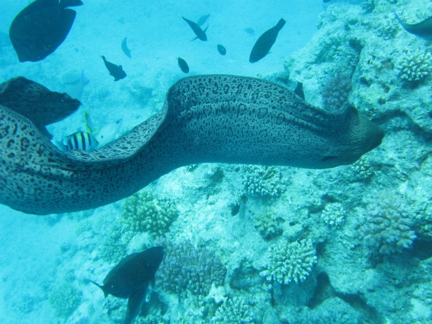 Makadi Bay: Snorkelling and Diving Island Trip - Tips to Get More Out of Your Day
