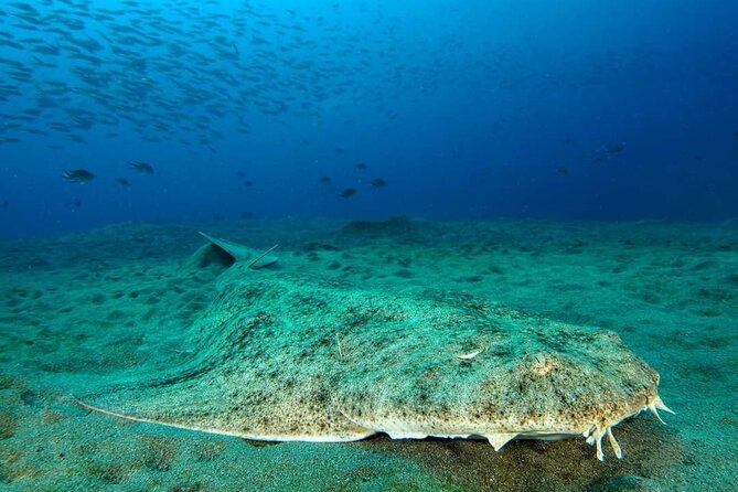 Make a private Try Dive, for your first Scuba experience! - Where it fits best in your Lanzarote trip