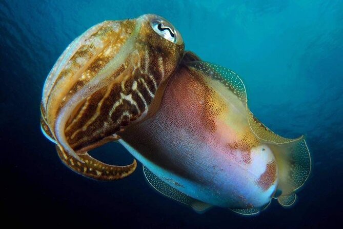 Make a private Try Dive, for your first Scuba experience! - Safety coaching that’s actually useful for first-timers