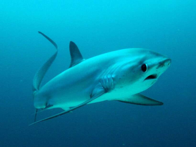Malapascua: Advance Divers Shark Dive & Optional Transfer - Quick, useful takeaways