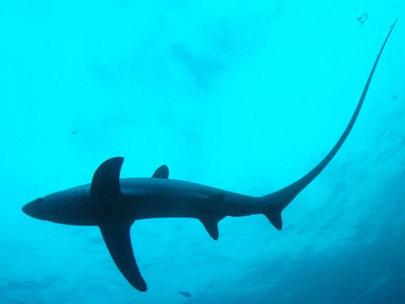 Malapascua: Advance Divers Shark Dive & Optional Transfer - Why Malapascua is a serious thresher-shark target