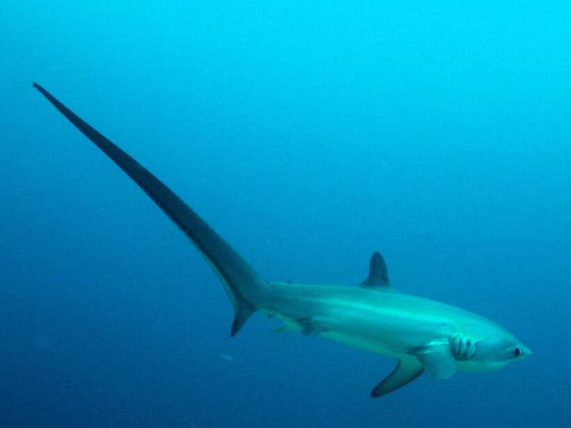 Malapascua: Advance Divers Shark Dive & Optional Transfer - Kimud Shoal vs Monad Shoal: what you’ll actually experience