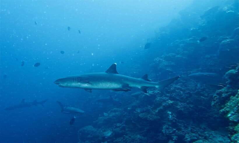 Malapascua: Advance Divers Shark Dive & Optional Transfer - On the water: boat ride, small group rhythm, and pro guidance