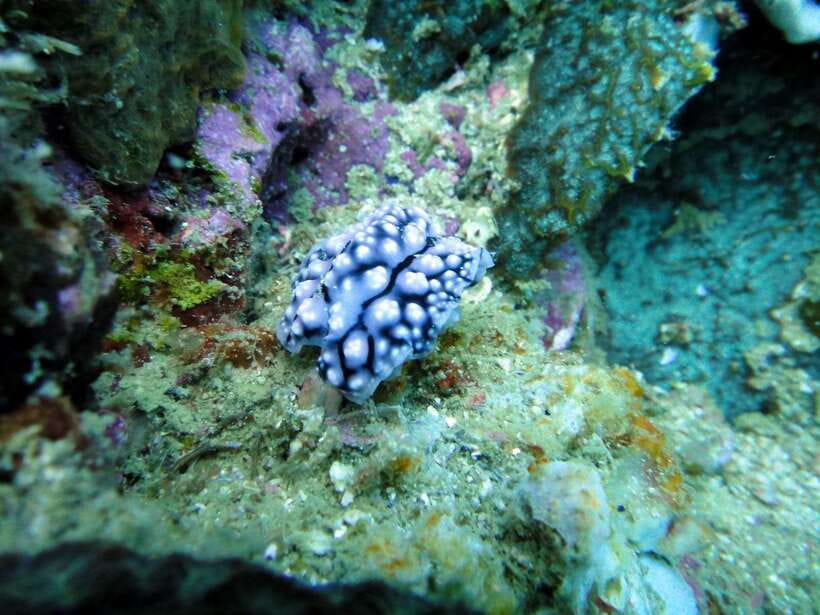 Malapascua: Advance Divers Shark Dive & Optional Transfer - Price and real value: what $103 covers vs what you add on site