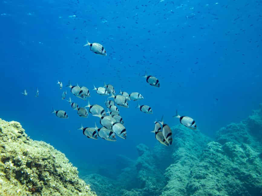 Mallorca: Adventure Diving (without a license - in the quiet off-season) - Key things that make this experience work