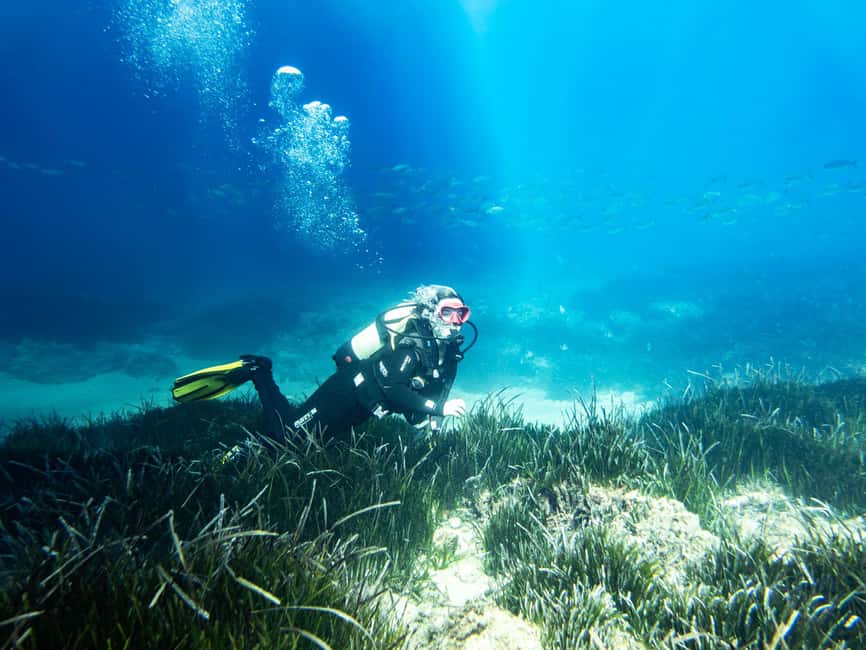 Mallorca: Adventure Diving (without a license - in the quiet off-season) - What you’ll see underwater: fish, groupers, and maybe an octopus