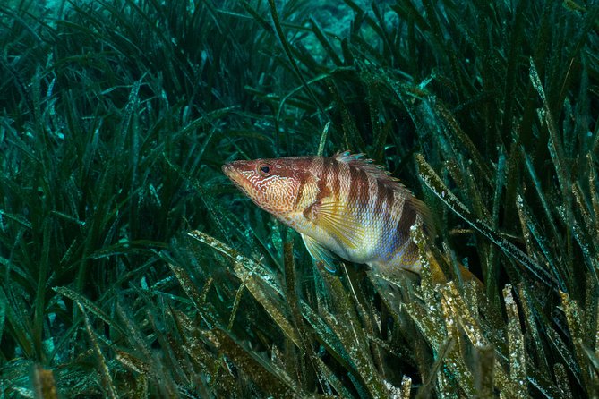 Mallorca: Discover Scuba Diving from the beach - First-Time Scuba, Right Off the Sand in Palmanova