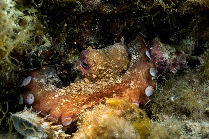 Mallorca: Discover Scuba Diving from the beach - What You’ll See at 2 to 3 Meters (and What If You Want Reefs)