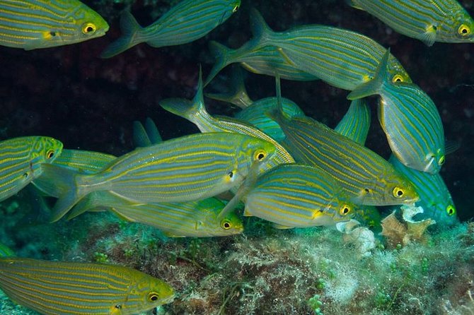 Mallorca: Discover Scuba Diving from the beach - Your 2-hour flow: Theory, shallow skills, then your first underwater swim