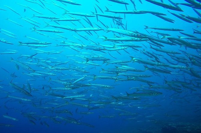 Mallorca: Discover Scuba Diving from the boat - What This Boat-Based Scuba Starter Program Is (and Isn’t)