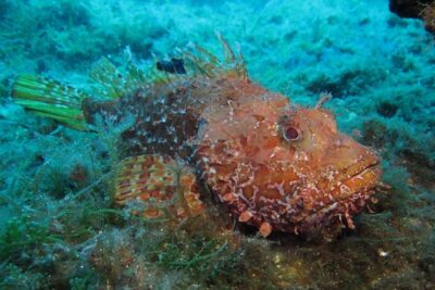 Mallorca: Discover Scuba Diving from the boat - Getting There in Palmanova: The 2:00 pm Start Matters