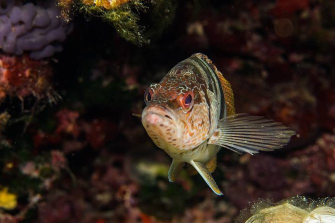 Mallorca: Discover Scuba Diving from the boat - Water Session One in Shallow Areas: Gear Comfort First