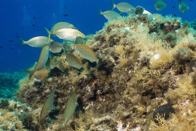 Mallorca: Discover Scuba Diving from the boat - Water Session Two up to 12 Meters: What Changes When You Go Deeper