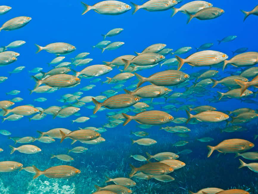 Mallorca: Snorkeling tour with diving instructor from a boat - Cap de Formentor - Key Highlights You’ll Actually Feel
