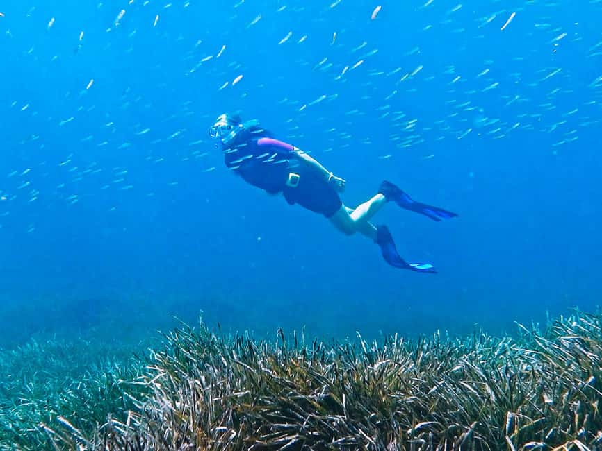 Mallorca: Snorkeling tour with diving instructor from a boat - Cap de Formentor - Wildlife You Might See in These Hidden Coves
