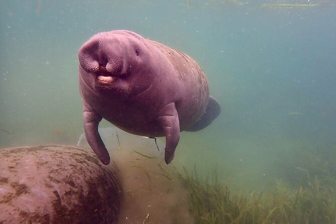 Manatee Snorkel Tour from American Pro Diving Center - Crystal River Manatees: A year-round Florida mission