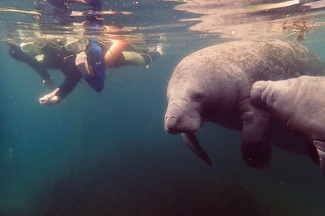 Manatee Snorkel Tour from American Pro Diving Center - Wetsuits, mask fit, and staying comfortable in cool water