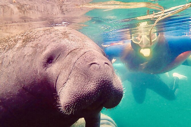Manatee Snorkel Tour from American Pro Diving Center - Three Sisters Springs through King’s Bay Park: what each stop feels like