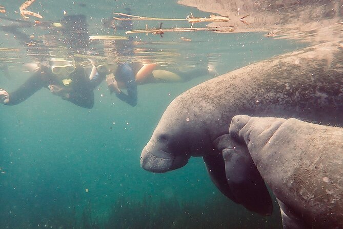 Manatee Snorkel Tour from American Pro Diving Center - Snorkel time: the passive-interaction rules you’ll follow