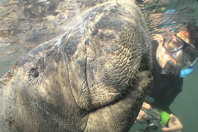Manatee Snorkel Tour from American Pro Diving Center - Visibility, murk, and why your expectations should be flexible