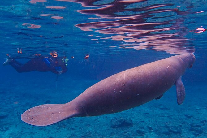 Manatee Snorkel Tour from American Pro Diving Center - What happens after: dry clothes, gear return, and a souvenir screen