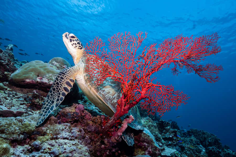 Manta Dive Gili Trawangan: Discover Scuba Diving - What you’ll see underwater: turtles, sharks, and colorful reef life