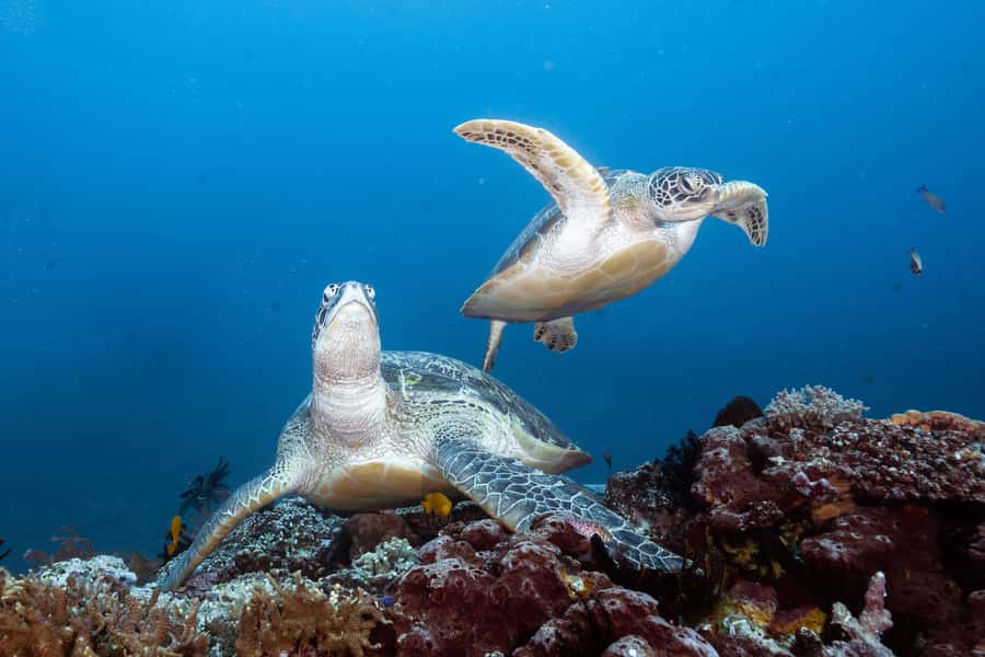 Manta Dive Gili Trawangan: Discover Scuba Diving - Price and value: what $96 includes (and what costs extra)