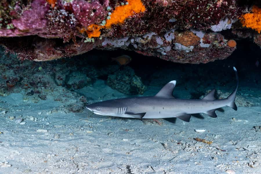 Manta Dive Gili Trawangan: Discover Scuba Diving - Rules and health checks: who should skip this and who should ask first