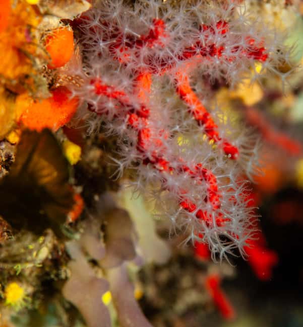 Marina di Campo: Try diving on the island of Elba - Timing: Monday Afternoon Helps You Continue the Course