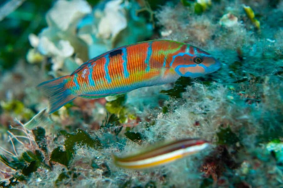 Marina di Campo: Try diving on the island of Elba - Why Marina di Campo Works for Your First Underwater Experience
