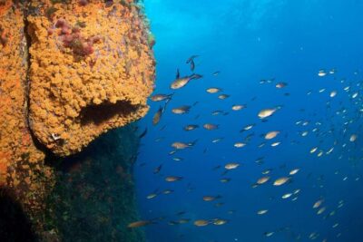 Marina di Campo: Try diving on the island of Elba - Meet Your Instructor and Team, Then Get Your Gear Ready