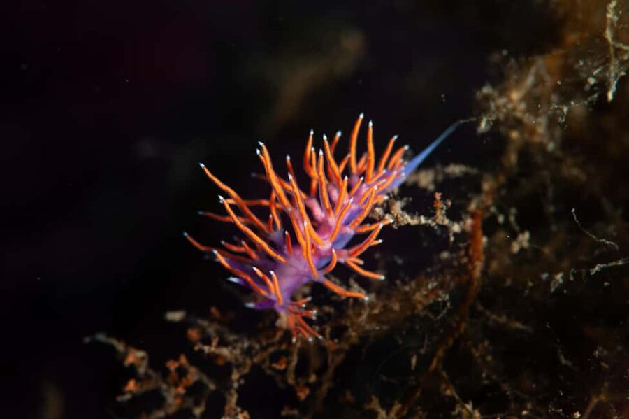 Marina di Campo: Try diving on the island of Elba - Theory Online First, Then On-Site Coaching in the Sea