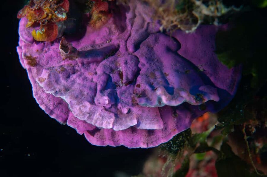 Marina di Campo: Try diving on the island of Elba - A Short Boat Ride on MARIANNA: The Calm Before the Underwater Part