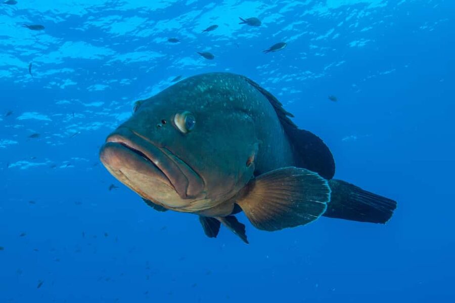 Marina di Campo: Try diving on the island of Elba - The Big Safety Filters: Who Should Skip This (and Why)