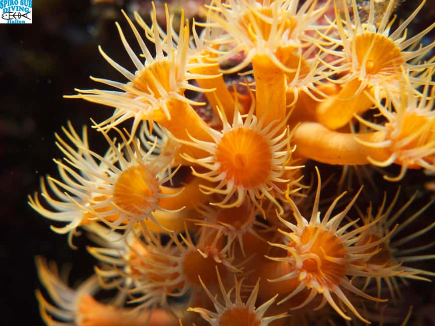 Marina di Campo: Try diving on the island of Elba - Price and Value: Is $94 Worth It?