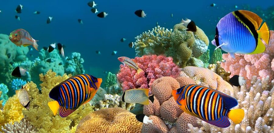 Marmaris: Scuba Diving with a Qualified Instructor - Should You Book This Marmaris Undersea Scuba Session?