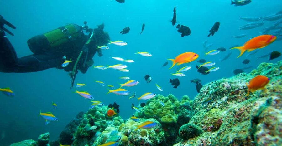Marmaris: Scuba Diving with a Qualified Instructor - Two 30-Minute Underwater Sessions in Aegean and Mediterranean Water