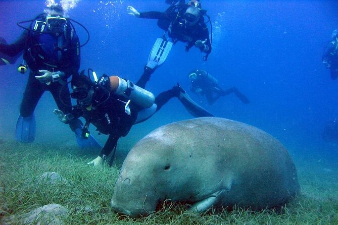 Marsa Mubarak Full Day and one intro Diving With Lunch, Transfer - Marsa Alam - Key things that make Marsa Mubarak stand out