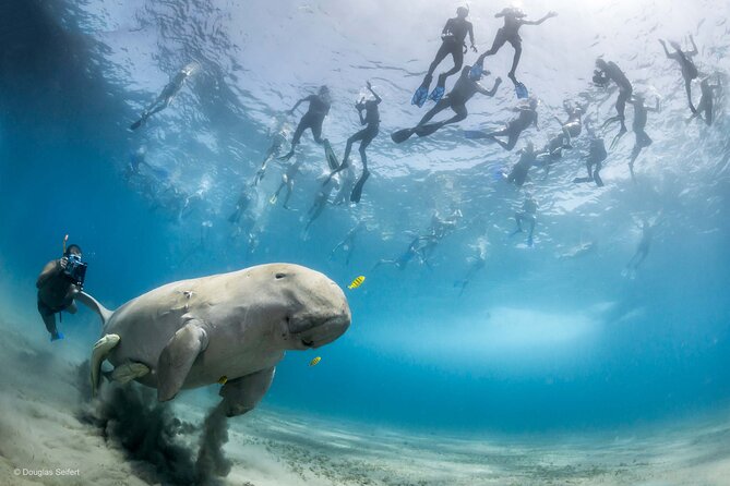 Marsa Mubarak Full Day and one intro Diving With Lunch, Transfer - Marsa Alam - Stop 2 at Alam Reefs: more coral variety and a dolphin possibility