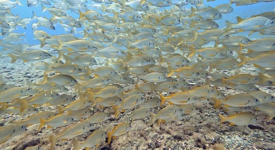 Maspalomas: Discover Scuba Diving with Pickup - Your first underwater breath, taught step by step