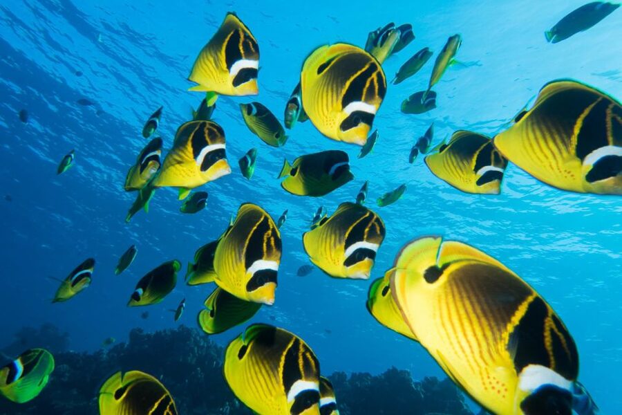 Maui: Beginner Discovery Scuba Dive Excursion from Lahaina - Key highlights to look for
