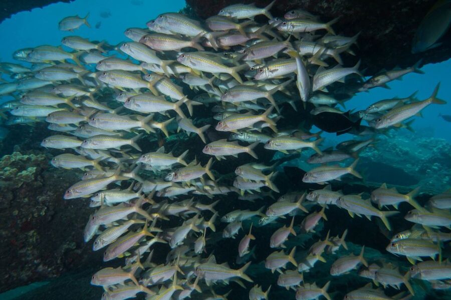Maui: Beginner Discovery Scuba Dive Excursion from Lahaina - Who this experience is best for