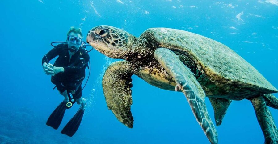 Maui: Beginner Discovery Scuba Dive Excursion from Lahaina - What you’re really learning in this beginner scuba tryout
