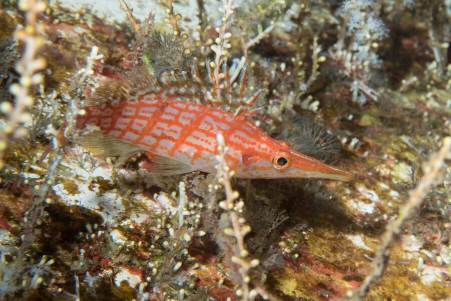 Maui: Beginner Discovery Scuba Dive Excursion from Lahaina - Shore skills first: how the training builds confidence