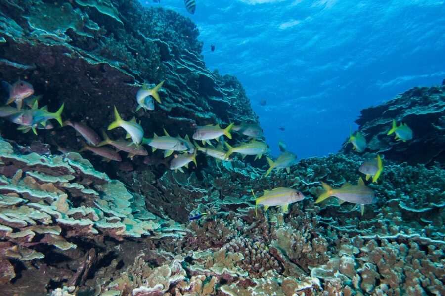 Maui: Beginner Discovery Scuba Dive Excursion from Lahaina - Off Lahaina: what the ocean section feels like