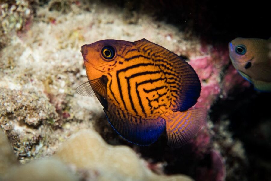 Maui: Beginner Discovery Scuba Dive Excursion from Lahaina - Wildlife expectations: turtles, fish, and rays