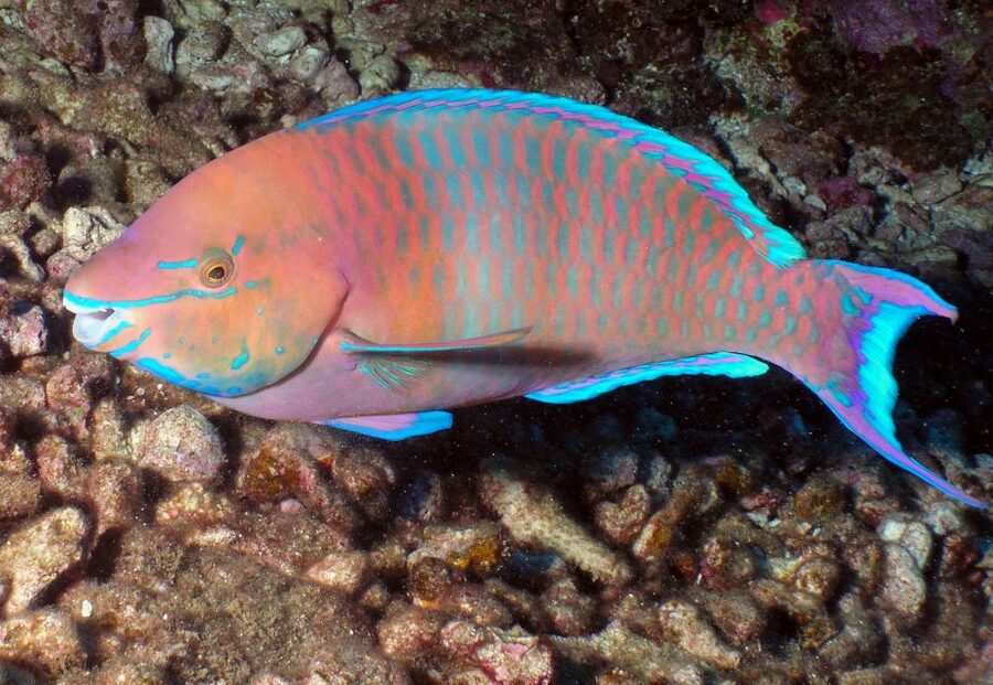 Maui: Beginner Discovery Scuba Dive Excursion from Lahaina - Safety rules you should take seriously (even if you feel fine)